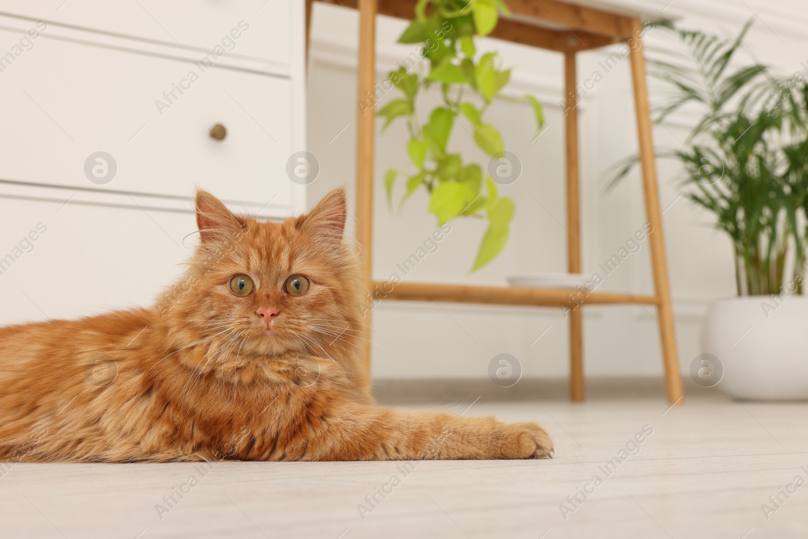 Photo of Adorable red cat on floor at home
