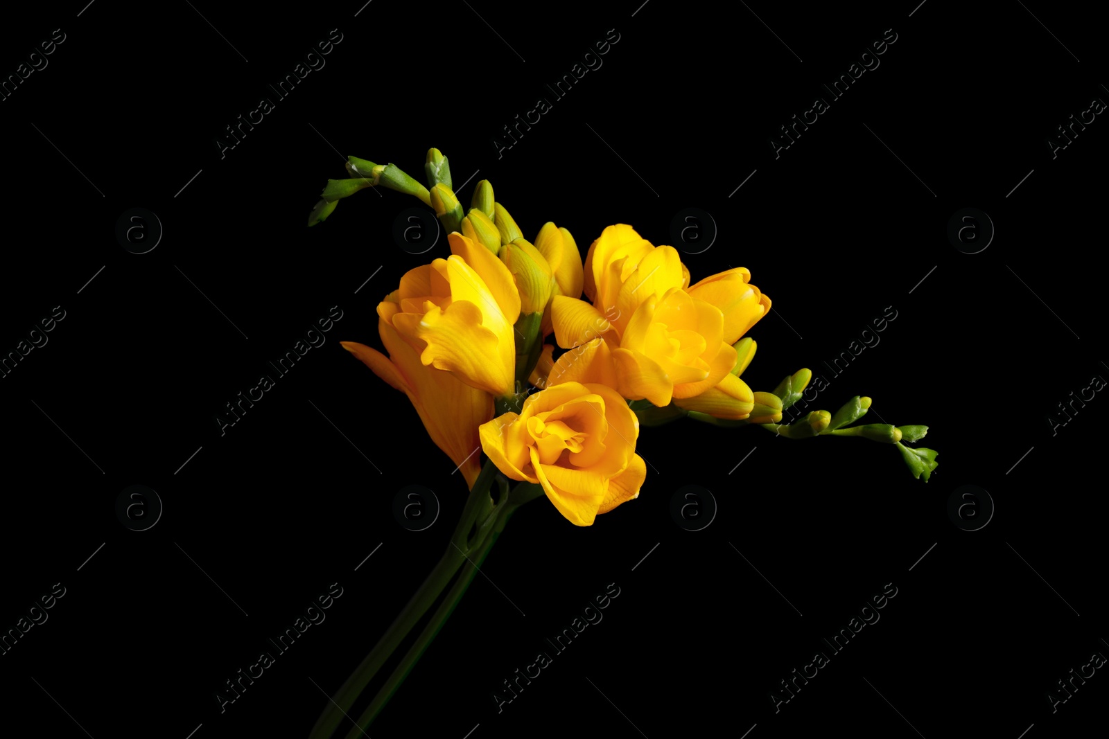 Photo of Beautiful yellow freesia flowers on black background