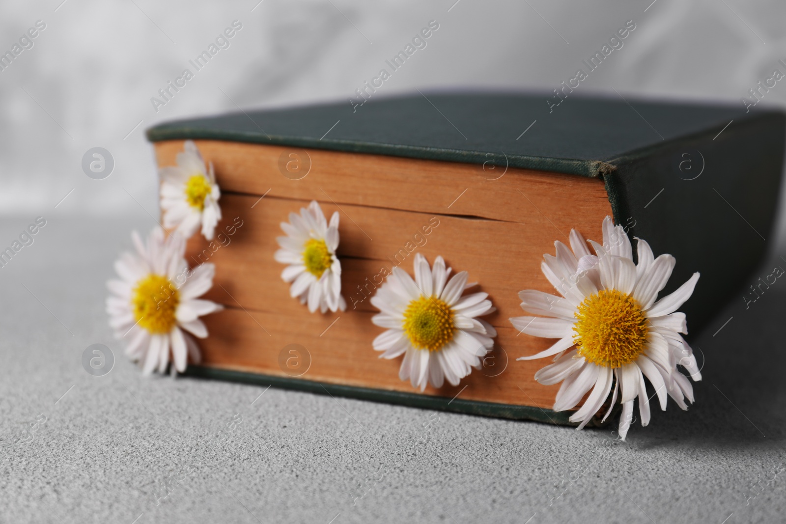 Photo of Book with chamomile flowers as bookmark on light gray table