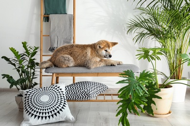 Cute Akita Inu dog on bench in room with houseplants