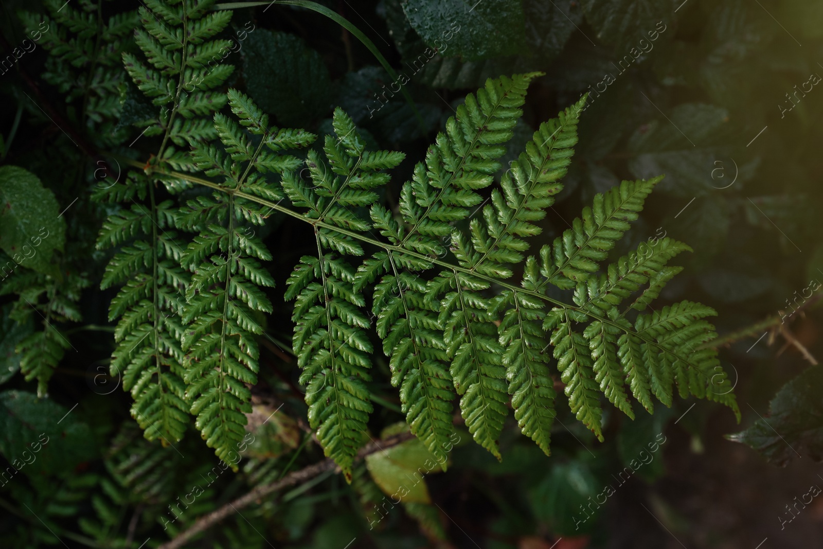 Photo of Green fern growing in forest, top view