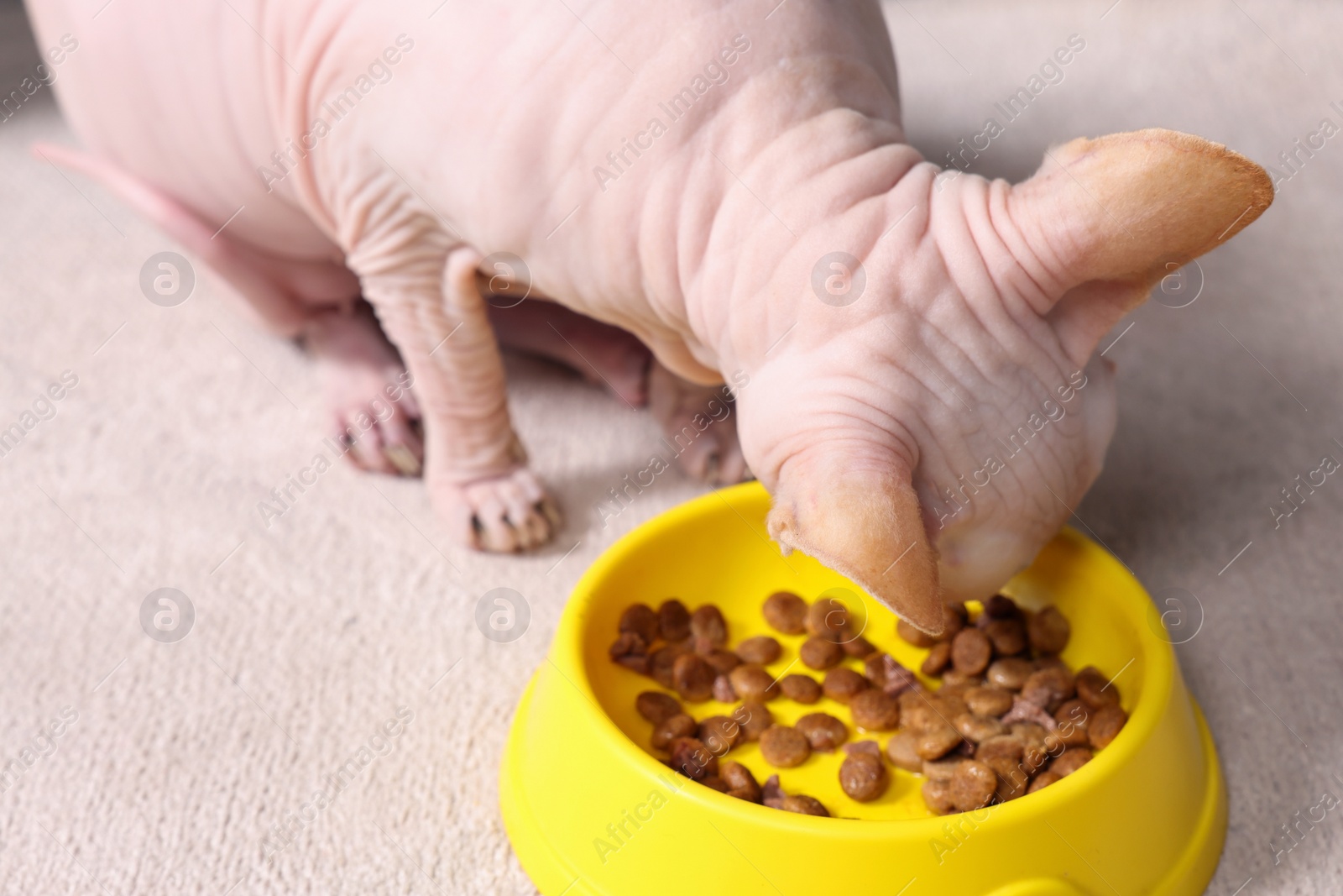 Photo of Cute Sphynx cat eating pet food from feeding bowl at home, closeup