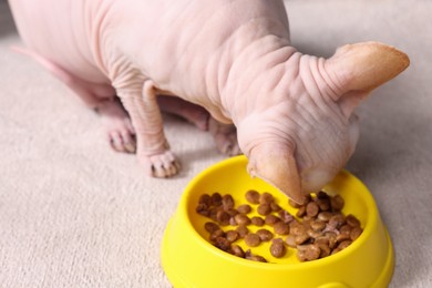 Photo of Cute Sphynx cat eating pet food from feeding bowl at home, closeup