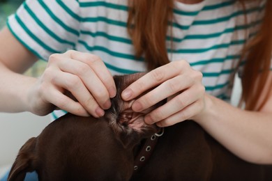 Photo of Woman examining her dog's ear for ticks, closeup