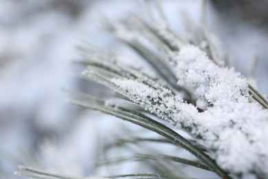 Photo of Snowy pine branch on blurred background, closeup. Winter season