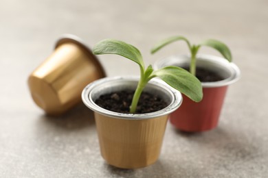 Photo of Coffee capsules with seedlings on light grey table, closeup