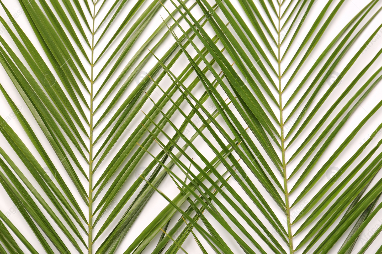 Photo of Beautiful tropical leaves on light background, top view
