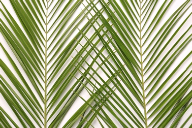 Photo of Beautiful tropical leaves on light background, top view