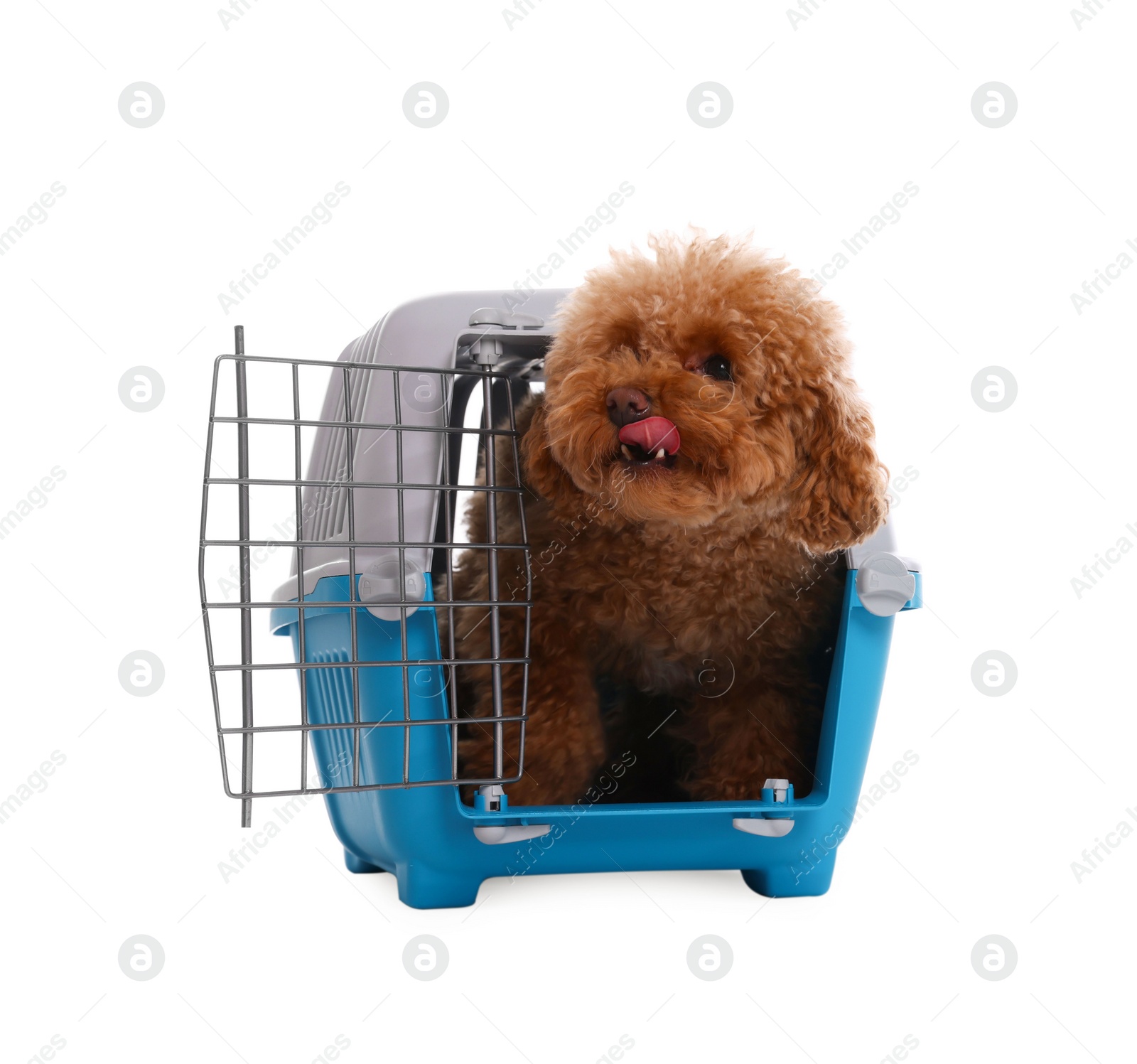 Photo of Travel with pet. Cute dog in carrier on white background