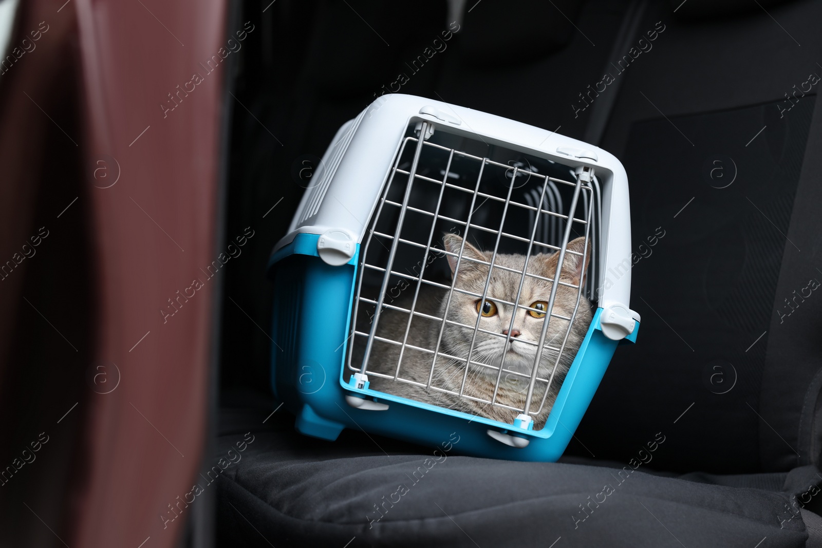 Photo of Travel with pet. Cute cat in carrier inside car