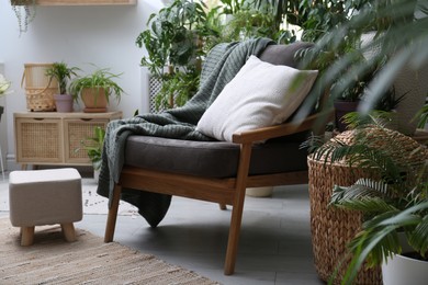 Comfortable armchair and beautiful houseplants in room. Lounge area interior