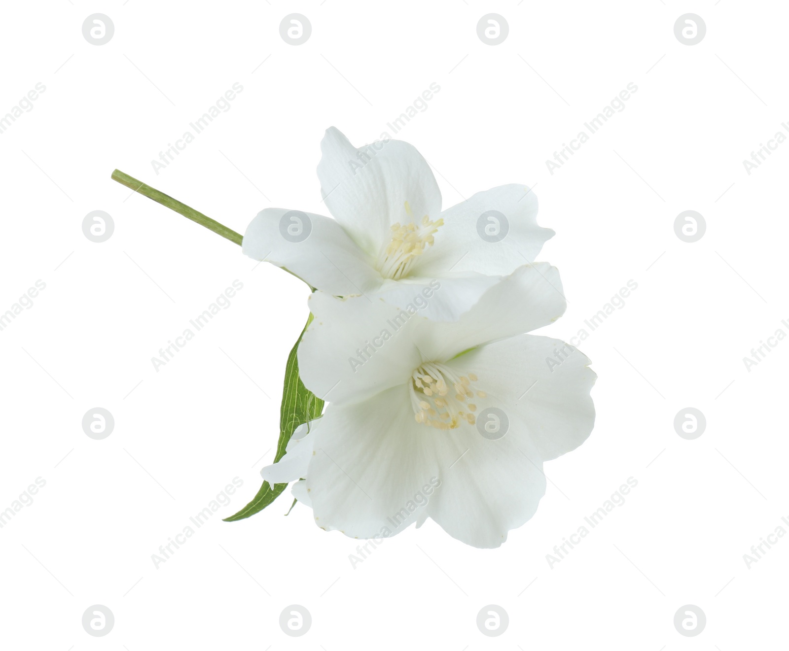 Photo of Branch of jasmine flowers and leaf isolated on white