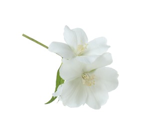 Photo of Branch of jasmine flowers and leaf isolated on white