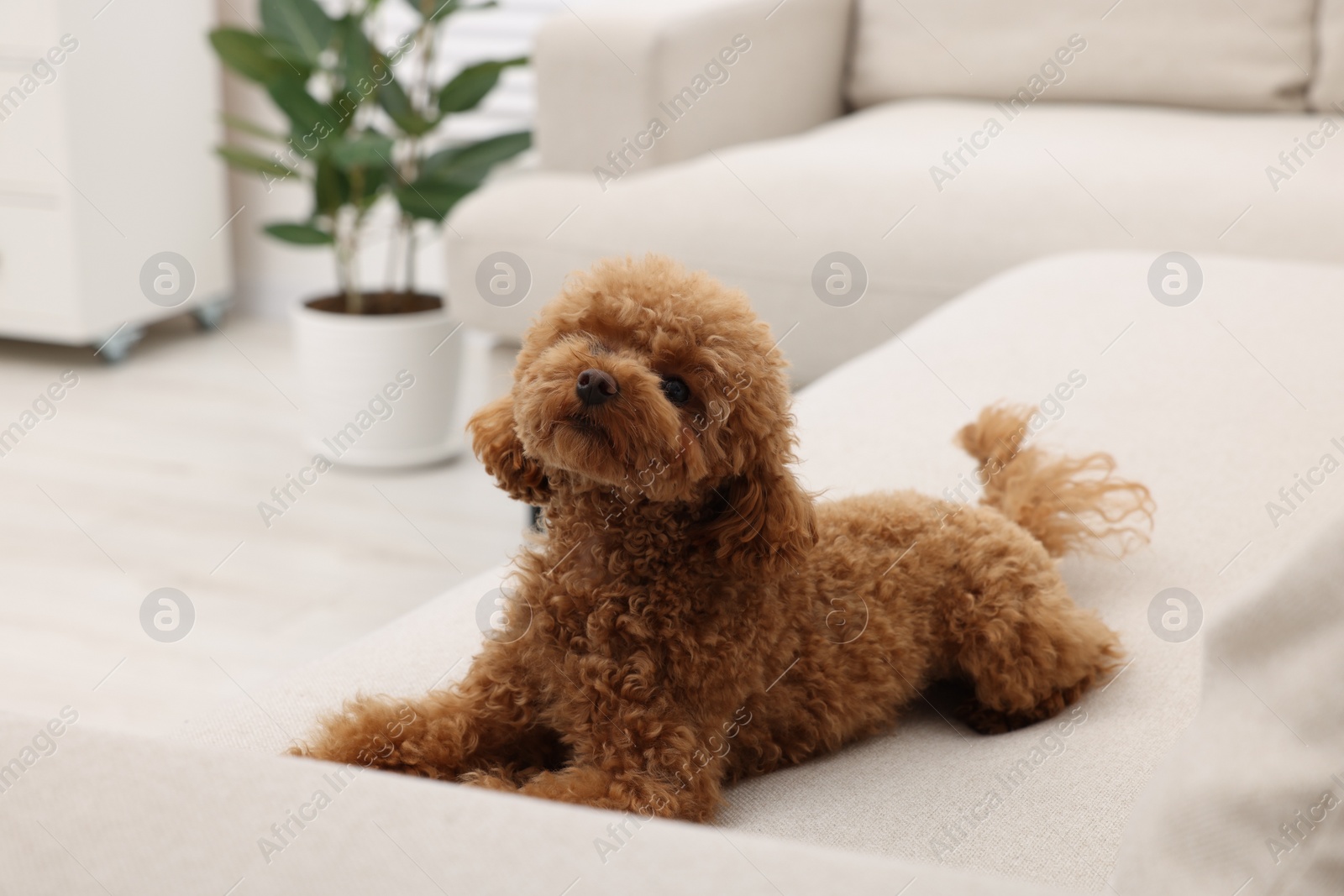 Photo of Cute Maltipoo dog resting on comfortable sofa at home. Lovely pet