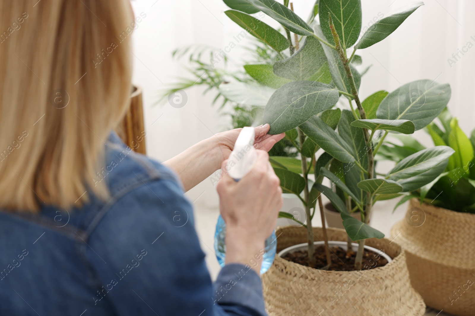 Photo of Woman spraying beautiful potted houseplants with water at home, closeup