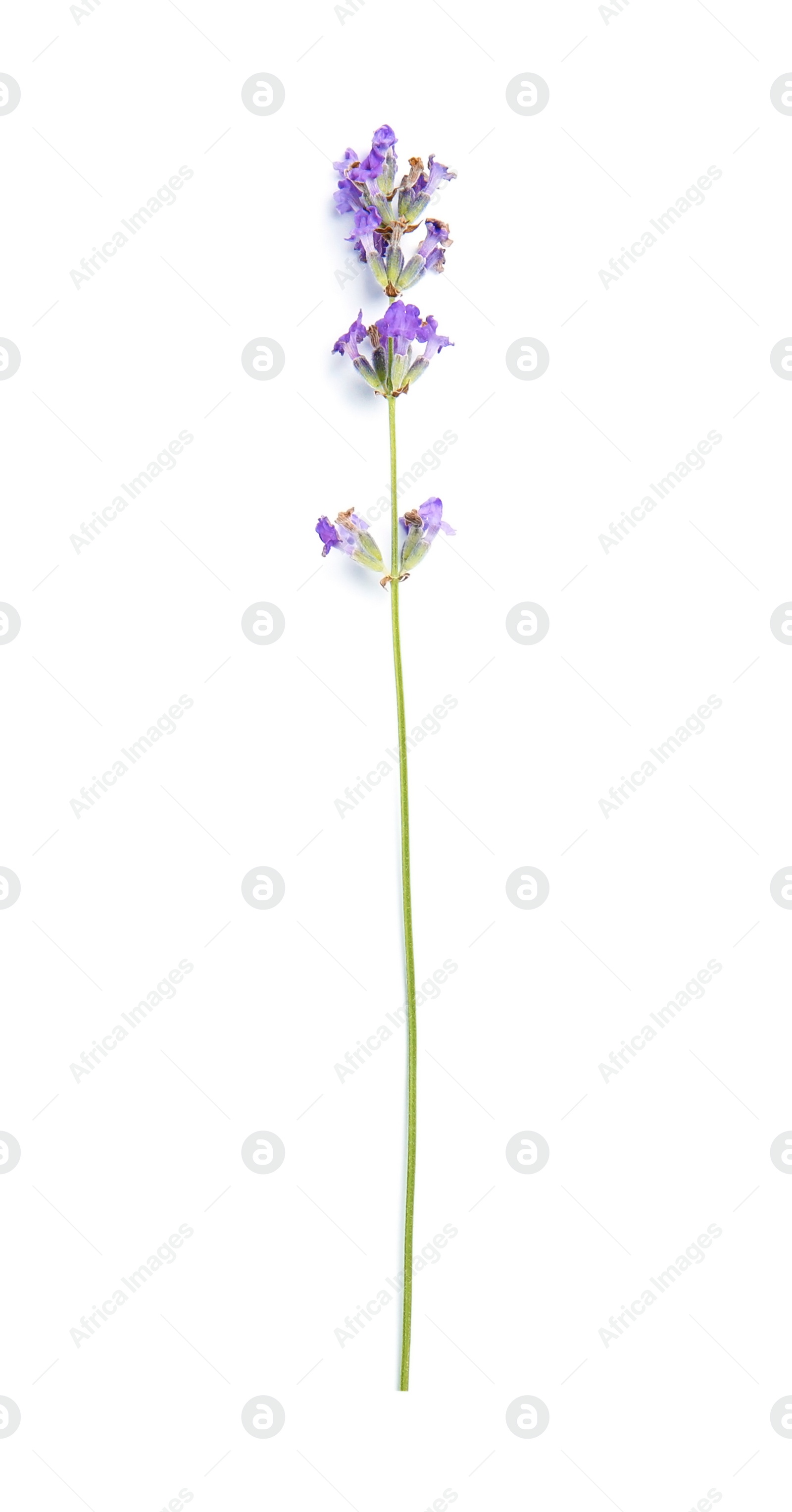 Photo of Beautiful blooming lavender flower on white background