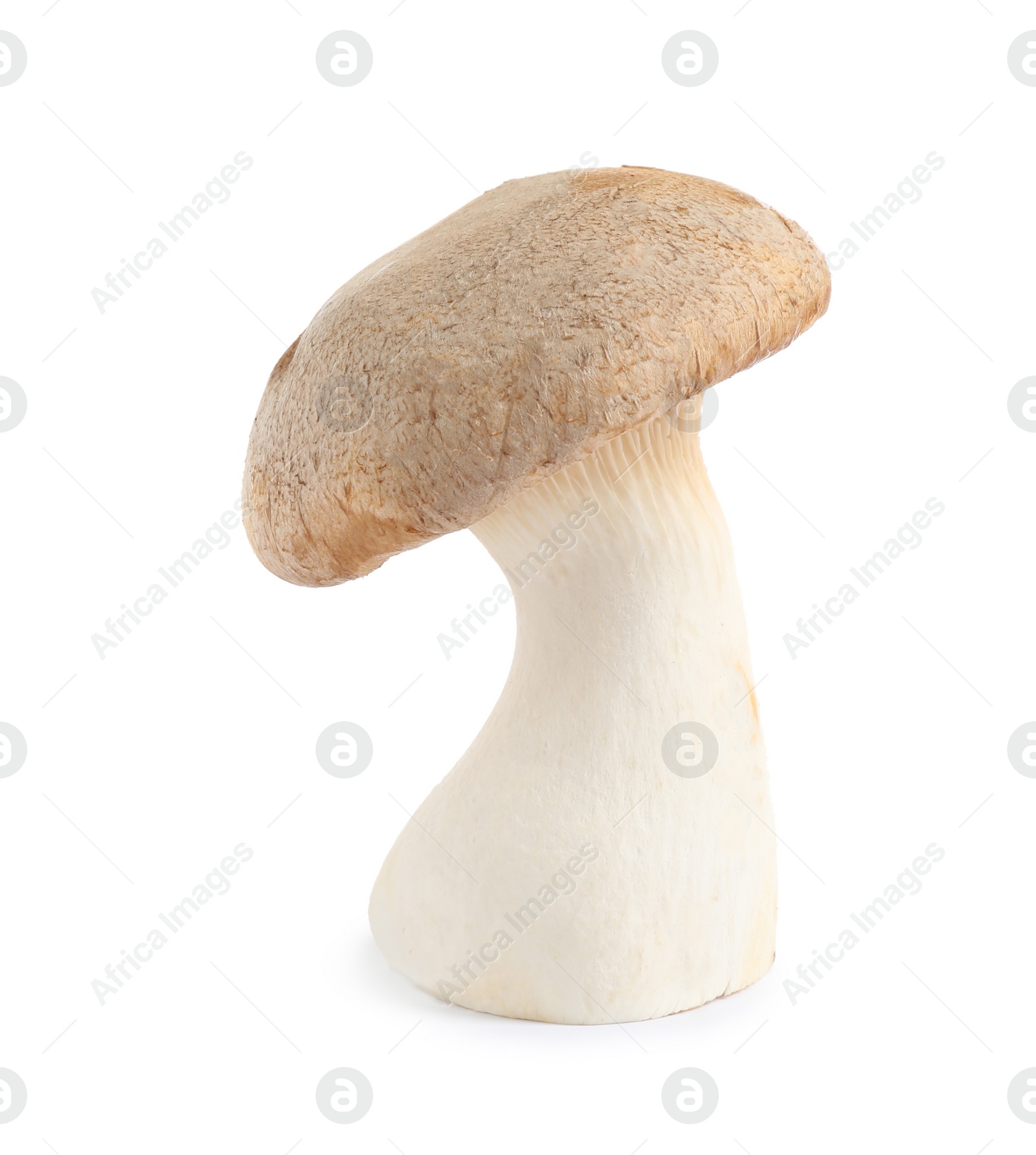 Photo of Fresh wild mushroom on white background. Edible fungi