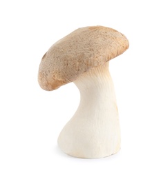 Photo of Fresh wild mushroom on white background. Edible fungi