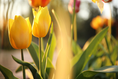 Beautiful blossoming yellow tulips outdoors on sunny spring day