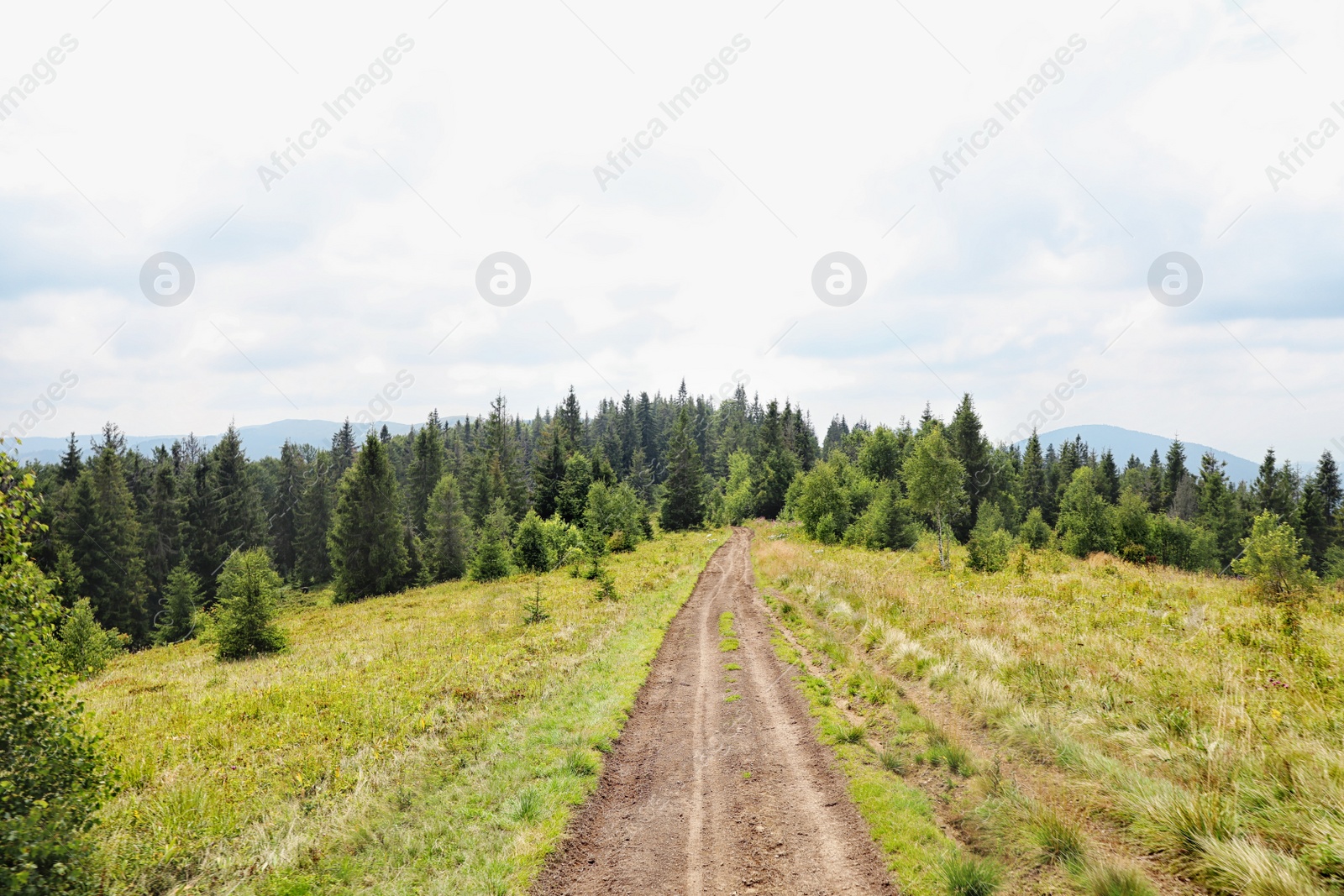 Photo of Picturesque landscape with pathway in mountain forest