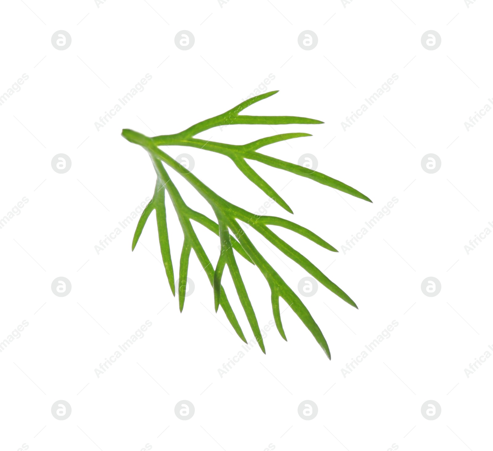 Photo of Sprig of fresh dill isolated on white