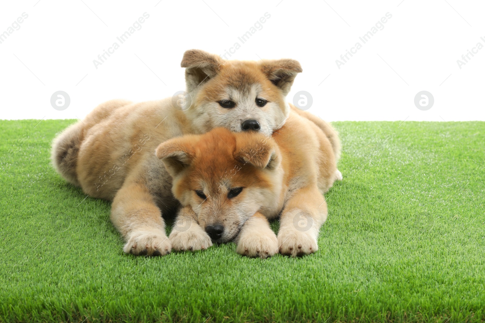 Photo of Cute akita inu puppies on artificial grass against white background