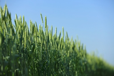 Photo of Wheat field on sunny day. Amazing nature in  summer