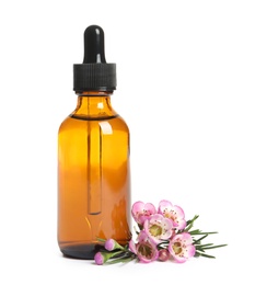 Bottle of natural oil and tea tree branch on white background