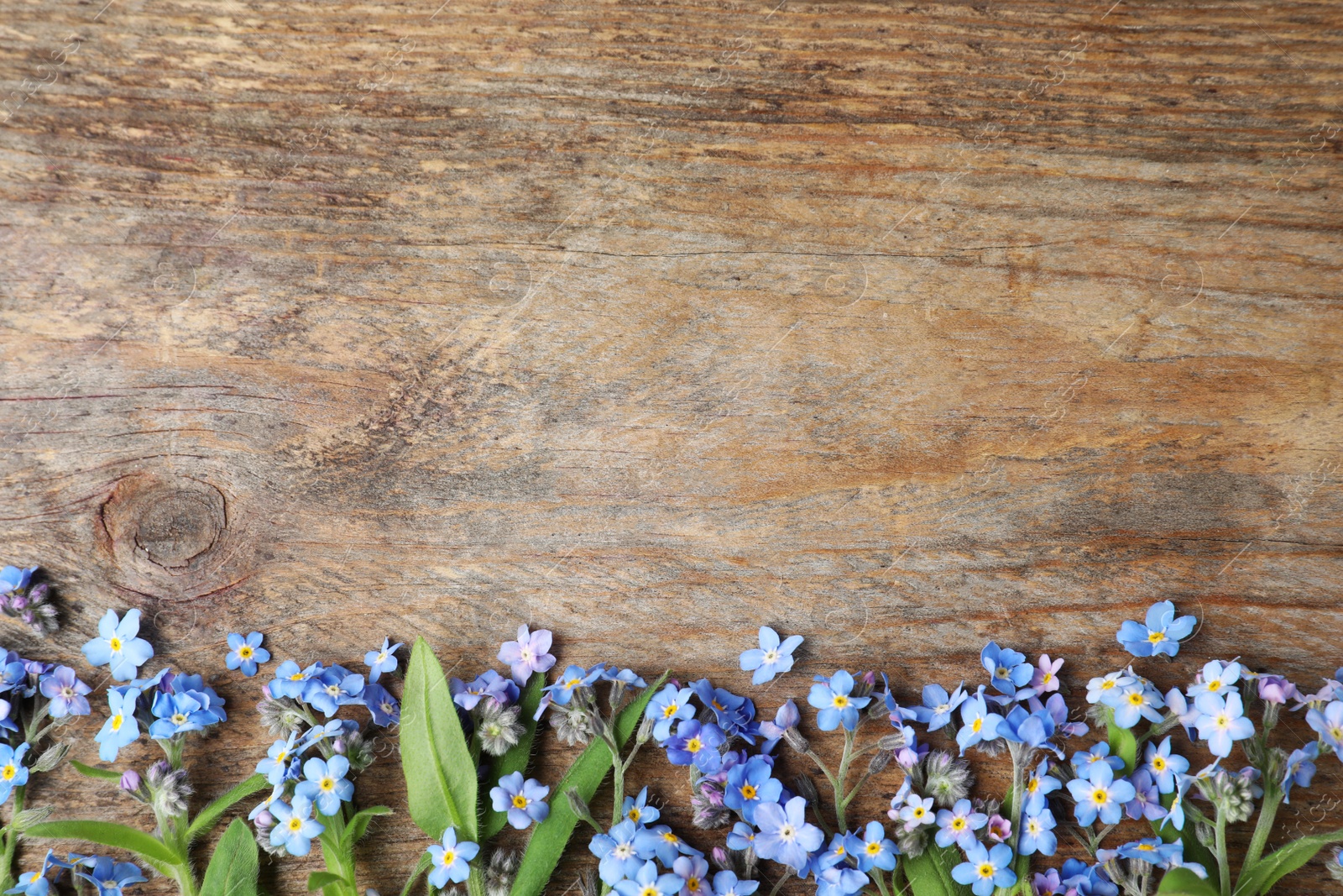 Photo of Beautiful forget-me-not flowers and space for text on wooden background, flat lay