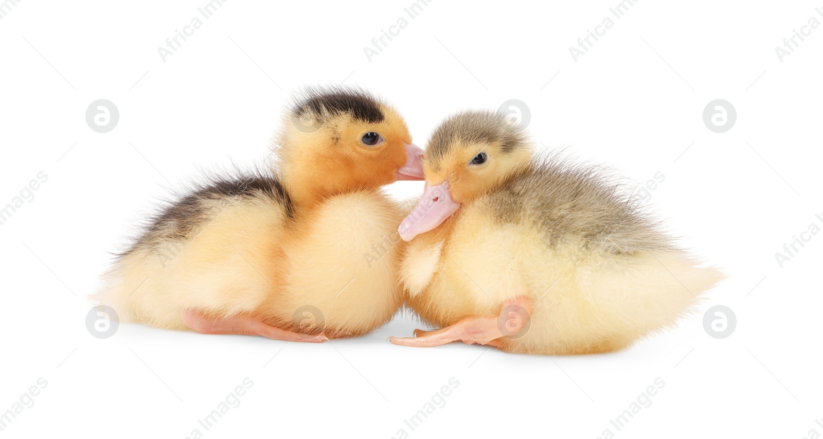 Photo of Baby animals. Cute fluffy ducklings on white background