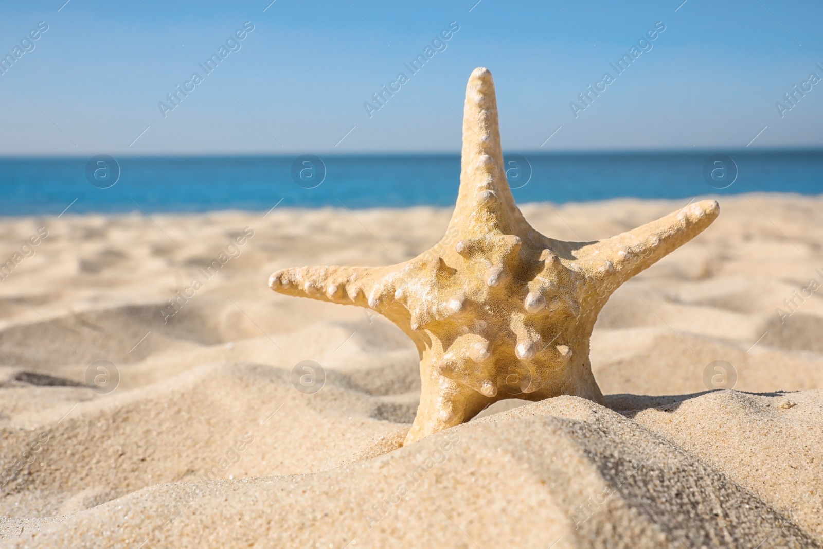 Photo of Beautiful starfish on sandy beach near sea