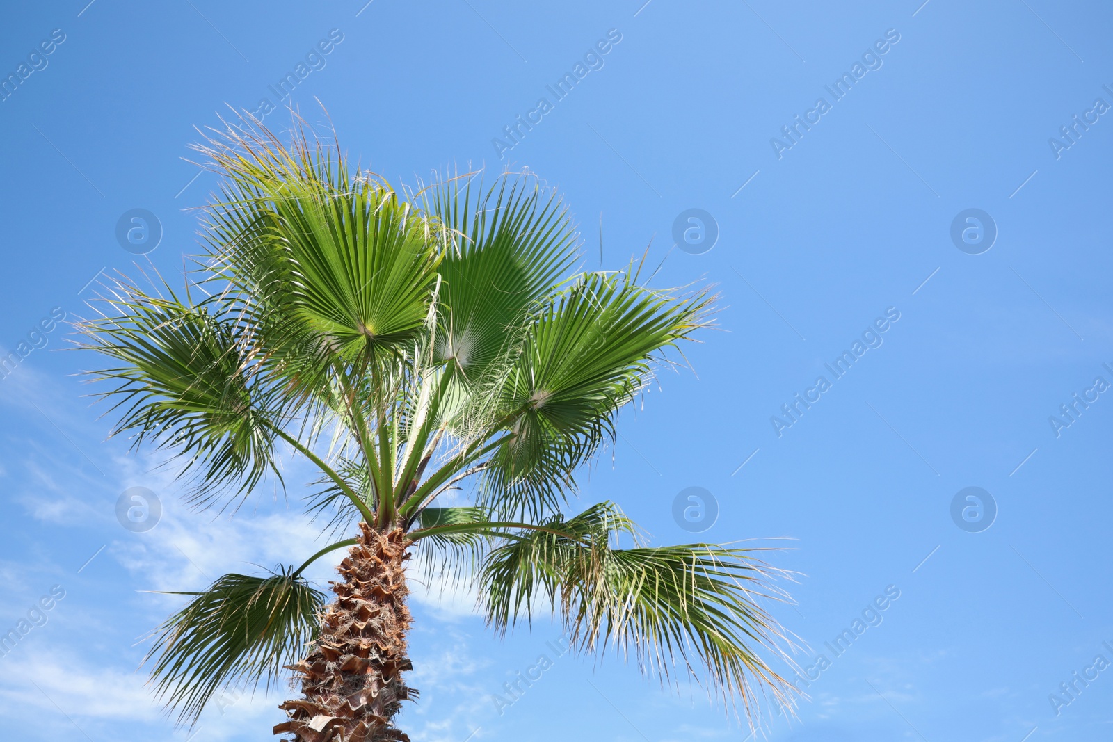 Photo of Beautiful view of palm tree outdoors on sunny summer day