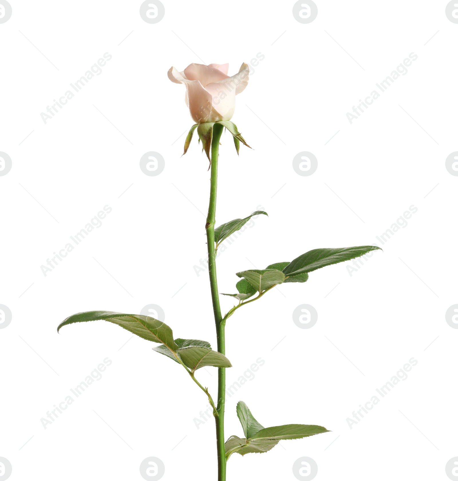 Photo of Beautiful rose flower on white background