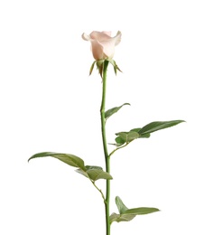 Photo of Beautiful rose flower on white background