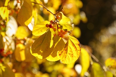 Photo of Tree branch with golden leaves in park, closeup. Autumn season