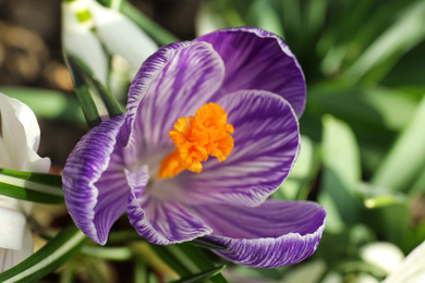 Photo of Beautiful crocuses in garden, closeup. Spring season