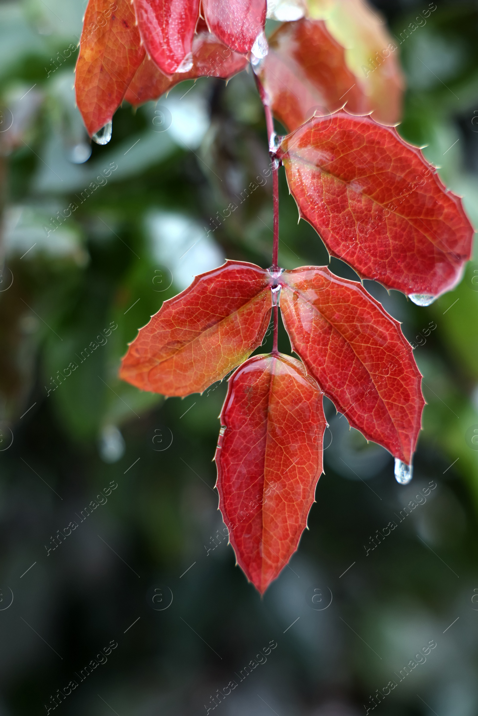 Photo of Plant with beautiful red leaves in ice glaze outdoors on winter day, closeup