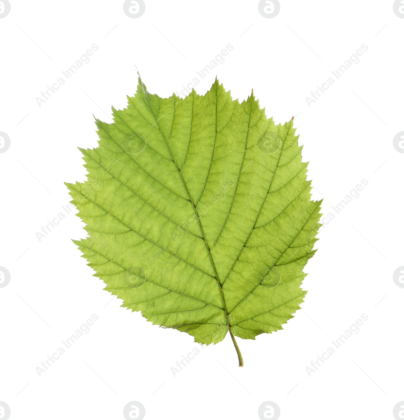 Photo of Fresh green hazel leaf isolated on white