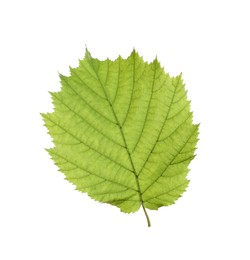 Photo of Fresh green hazel leaf isolated on white