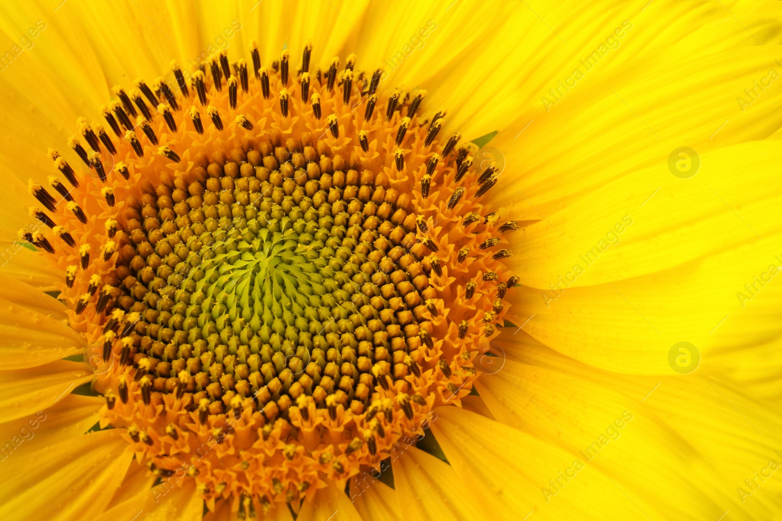 Photo of Beautiful bright yellow sunflower as background, closeup