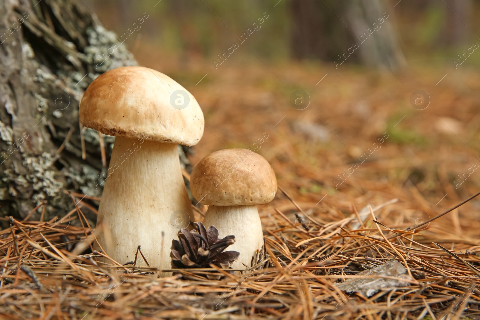 Photo of Porcini mushrooms and cone in forest, closeup