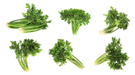 Image of Collage with fresh green celery on white background