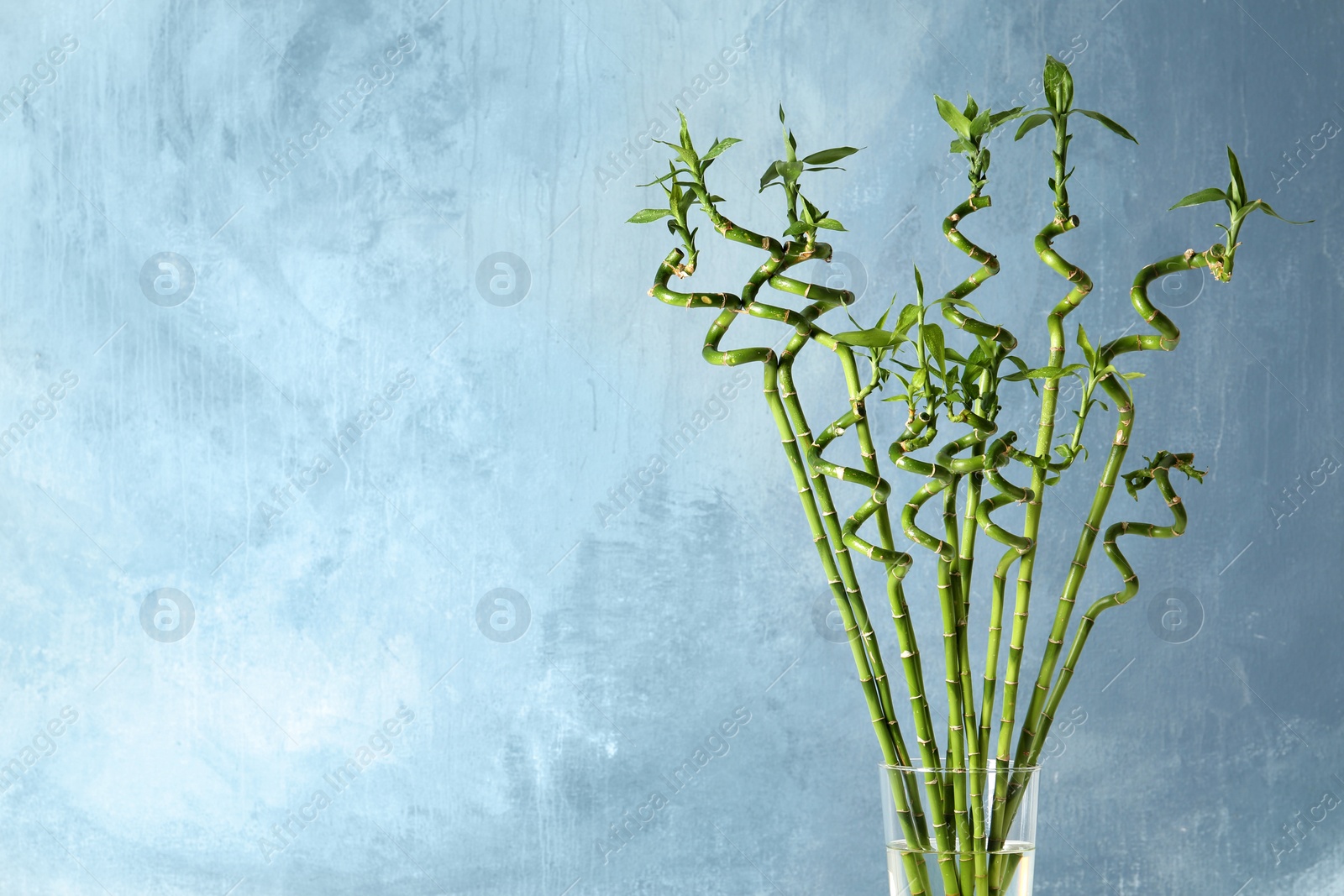 Photo of Bamboo plant in glass vase on color background. Space for text