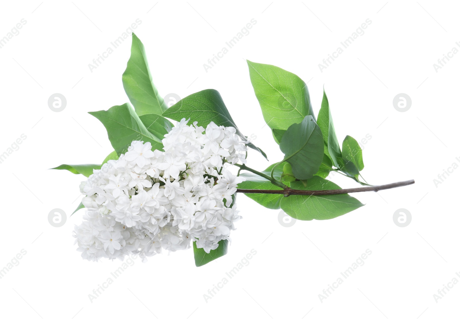 Photo of Beautiful blossoming lilac branch with leaves isolated on white