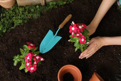 Photo of Woman transplanting beautiful pink vinca flowers into soil, above view