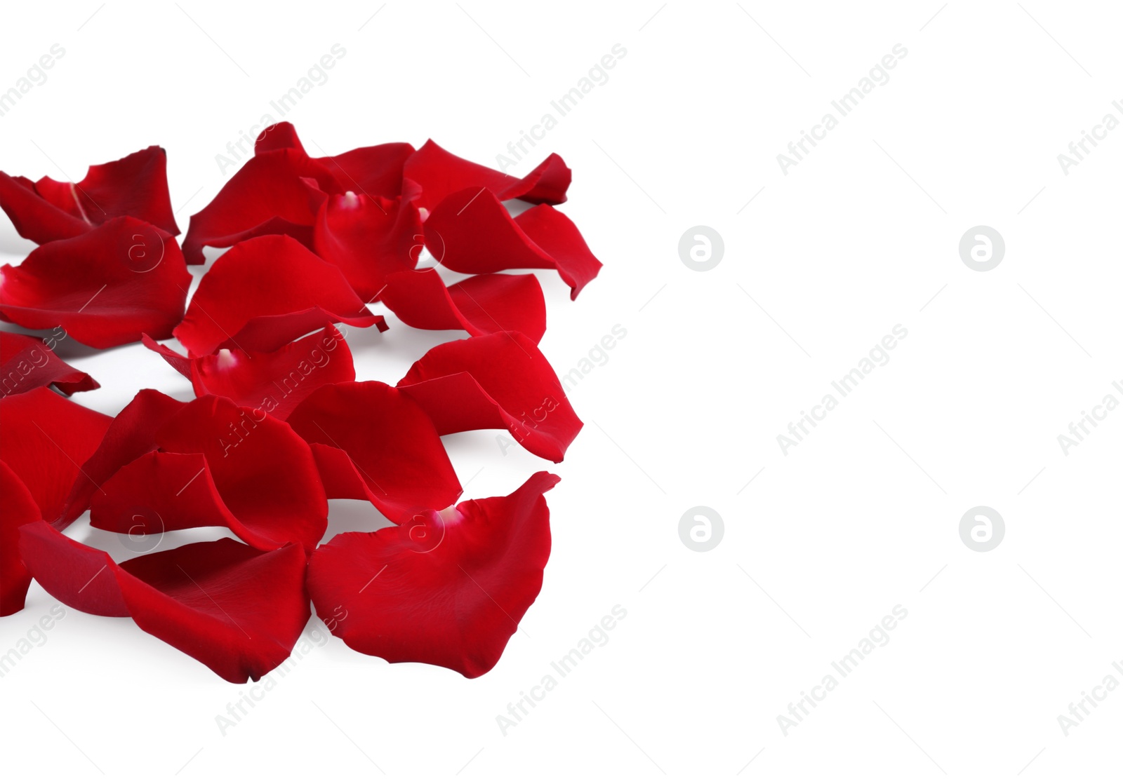 Photo of Beautiful red rose petals on white background