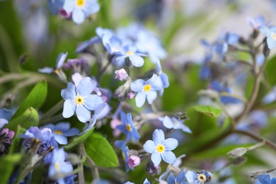 Beautiful forget-me-not flowers on blurred background, closeup