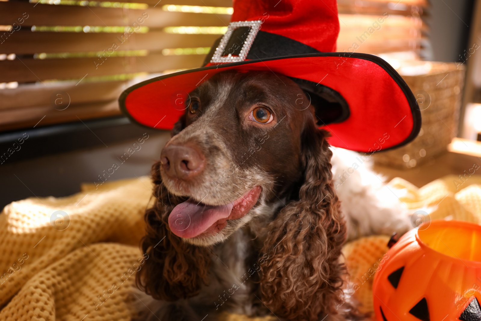 Photo of Adorable English Cocker Spaniel in witch hat on blanket indoors. Halloween costume for pet