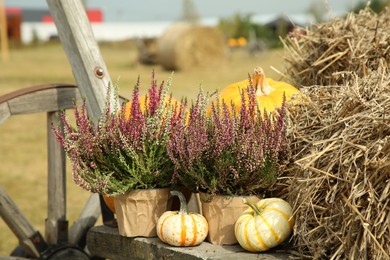 Beautiful heather flowers in pots, pumpkins and hay in wooden cart outdoors