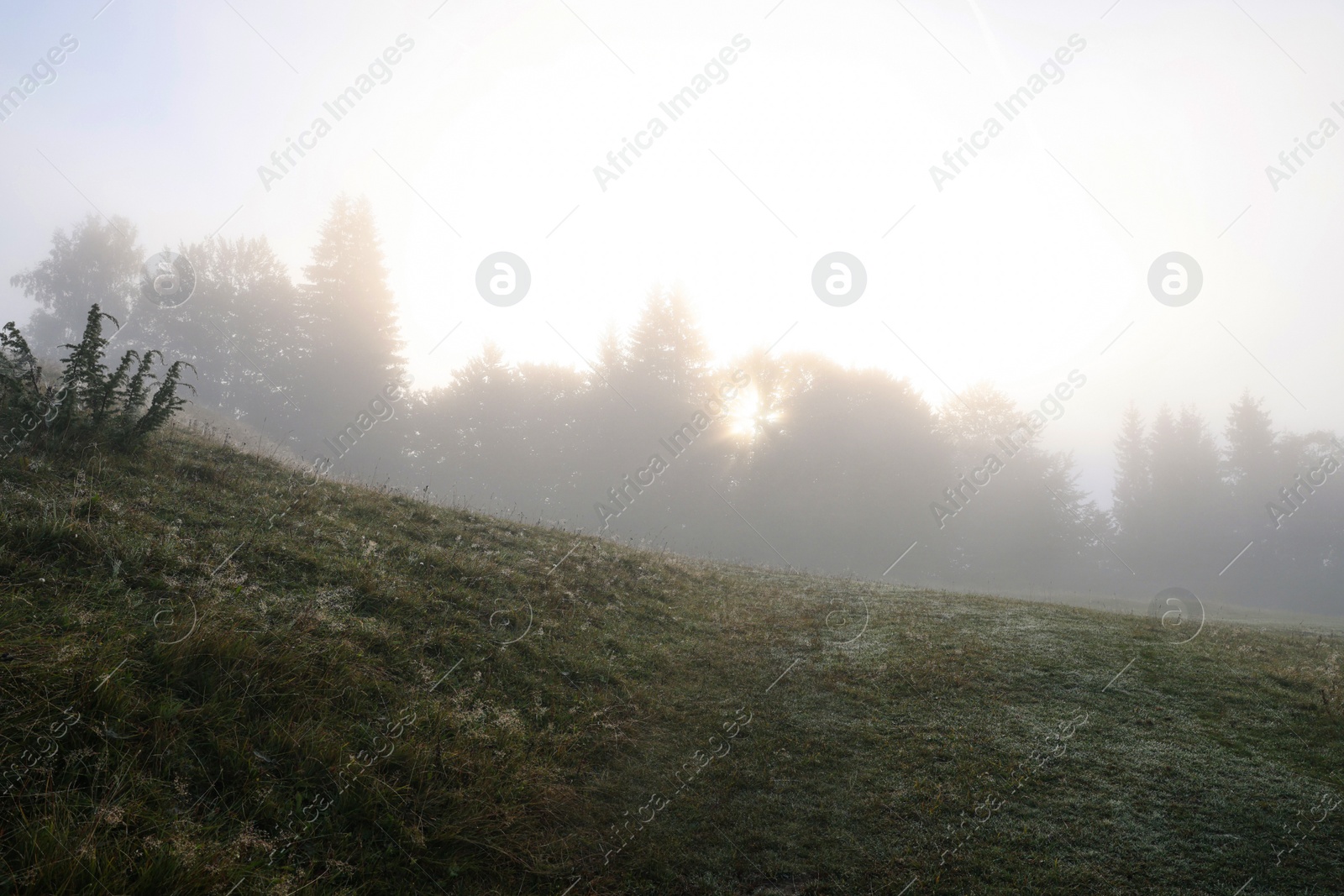 Photo of Beautiful view of forest in foggy morning